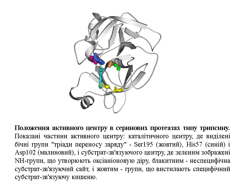 Положення активного центру в серинових протеазах типу трипсину. Показані частини активного центру: каталітичного центру,